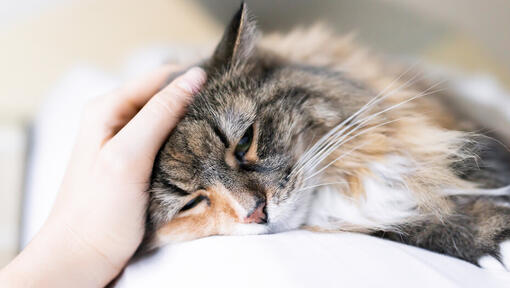 Pancreatitis in Cats What You Need to Know Purina